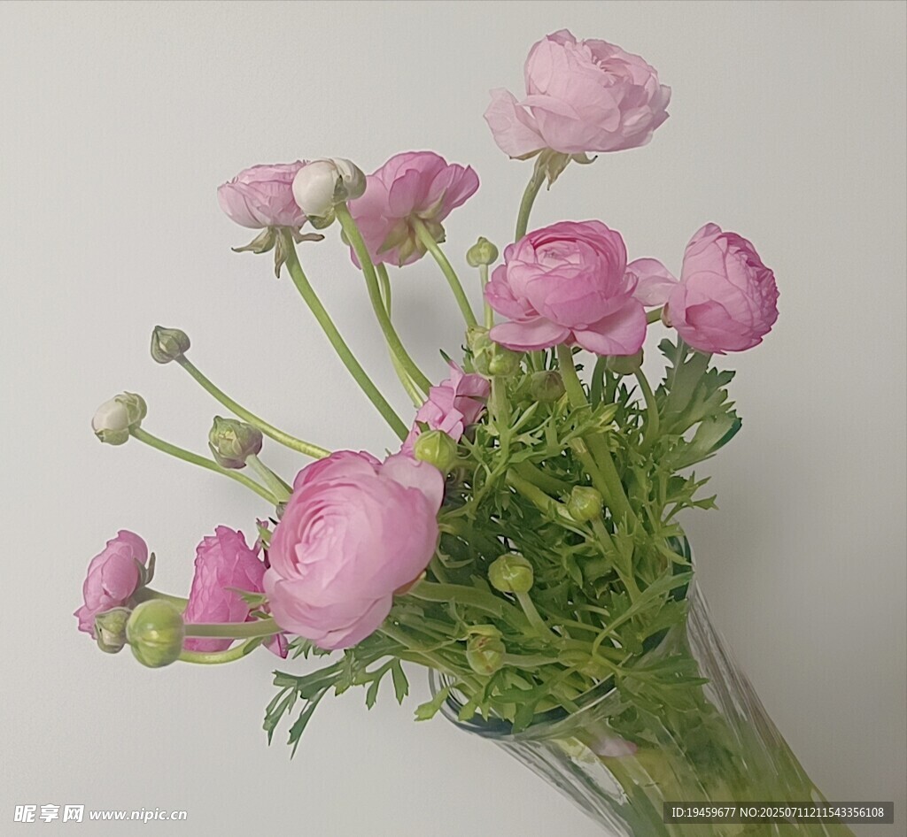 粉色洋牡丹插于透明花瓶