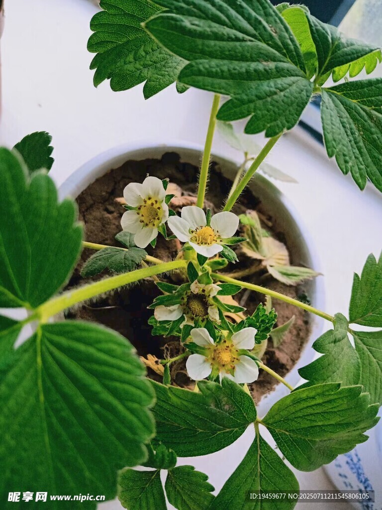 盆栽草莓绽放白色小花