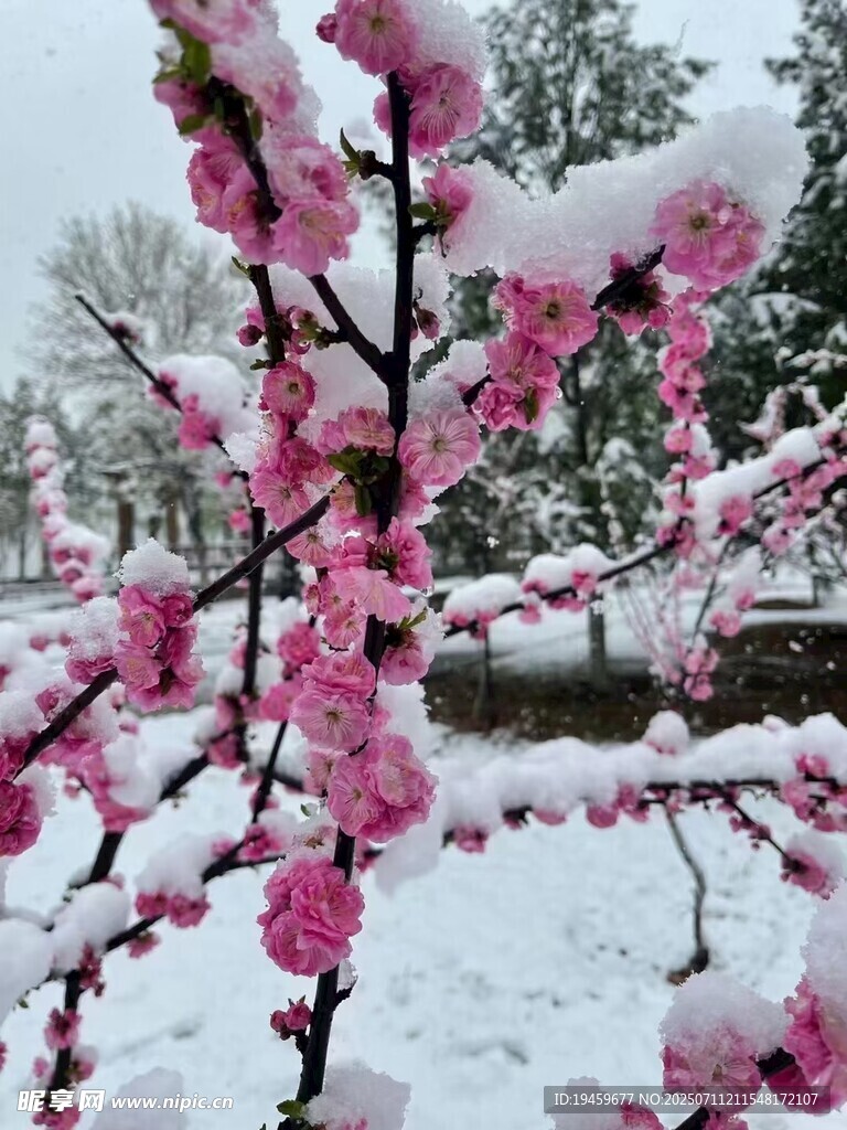 雪中绽放的娇艳粉色梅花