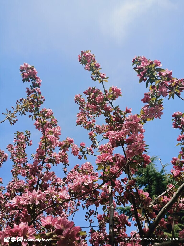 枝头繁花绽
