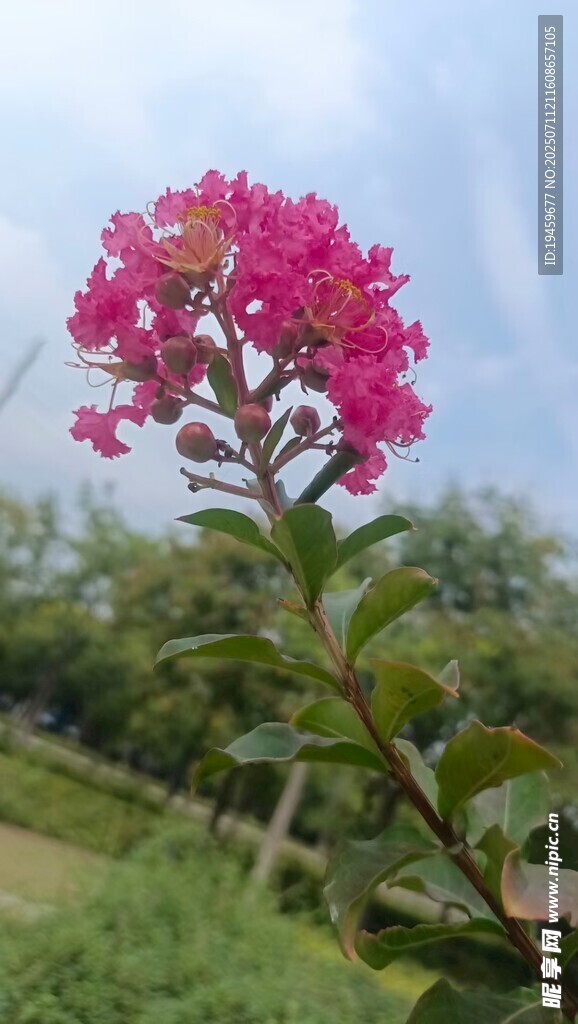 娇艳绽放的粉红色花卉