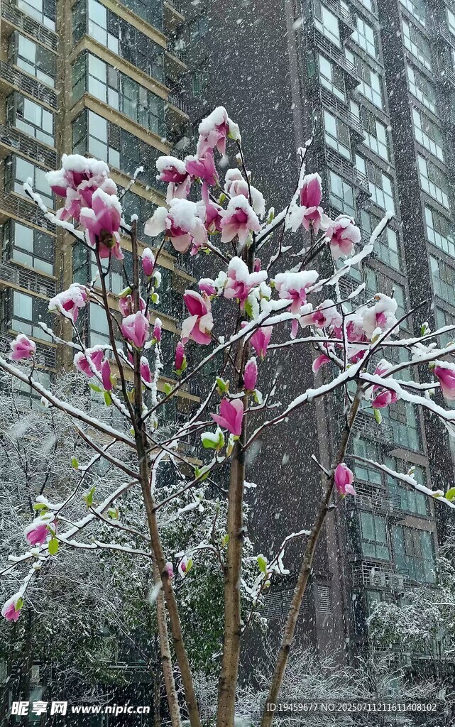 雪中绽放的玉兰花