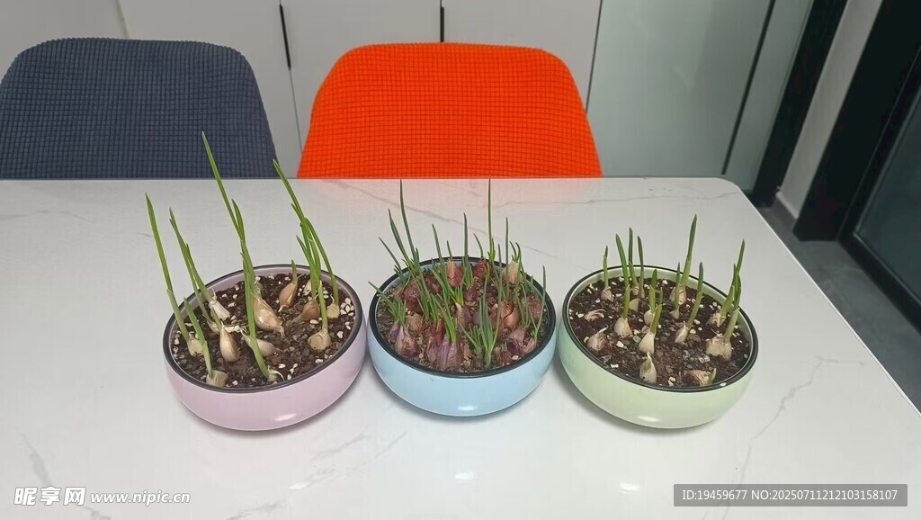 多彩花盆中的嫩绿幼苗