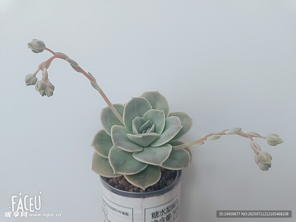 精致盆栽多肉植物小景