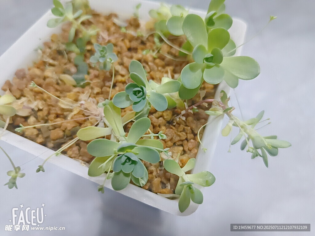 白色花盆中的嫩绿小植物