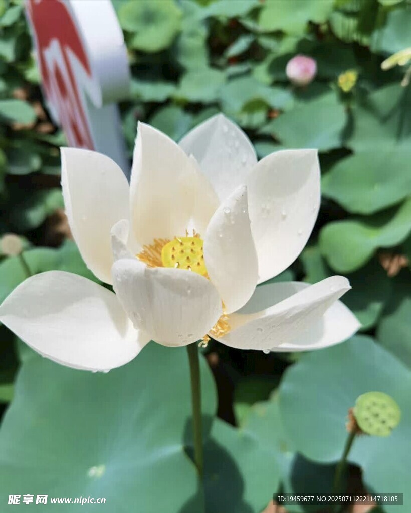 洁白荷花绽放