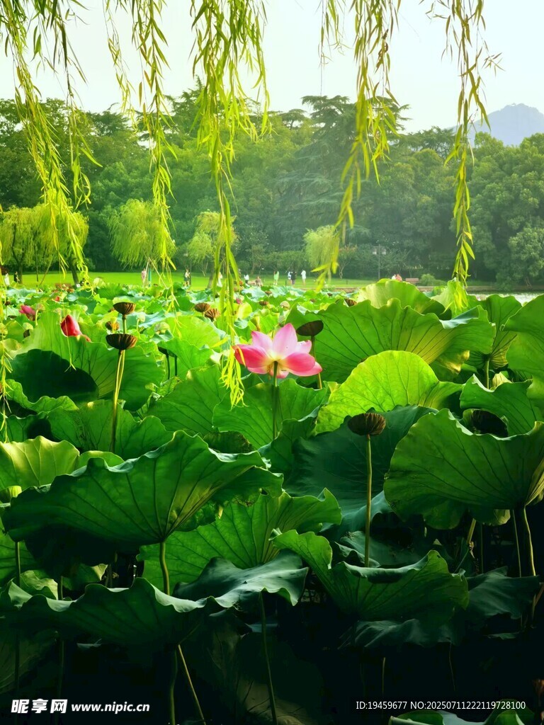 夏日荷塘垂柳美景