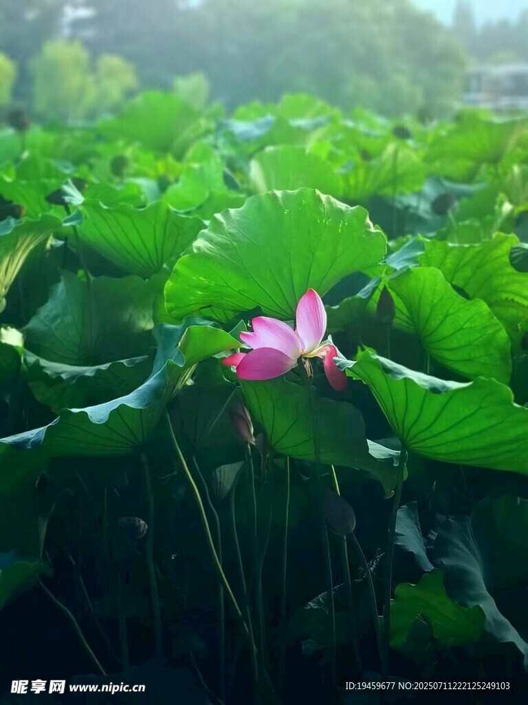 粉荷绽于绿叶间