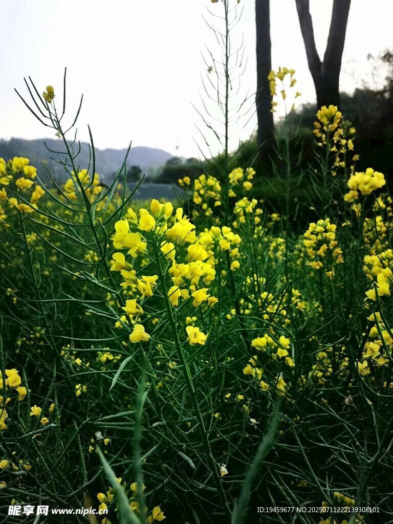 春日田野中的灿烂油菜花