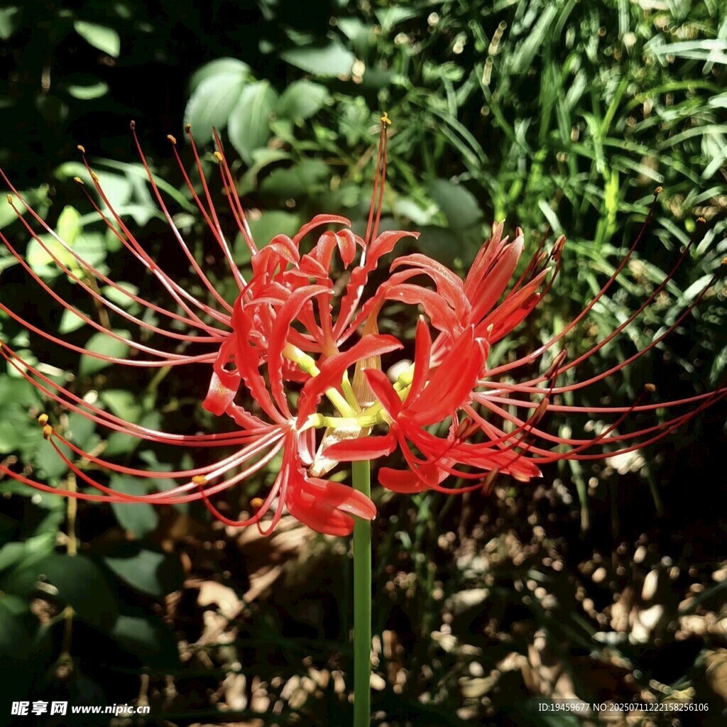 艳丽彼岸花绽放于绿叶间