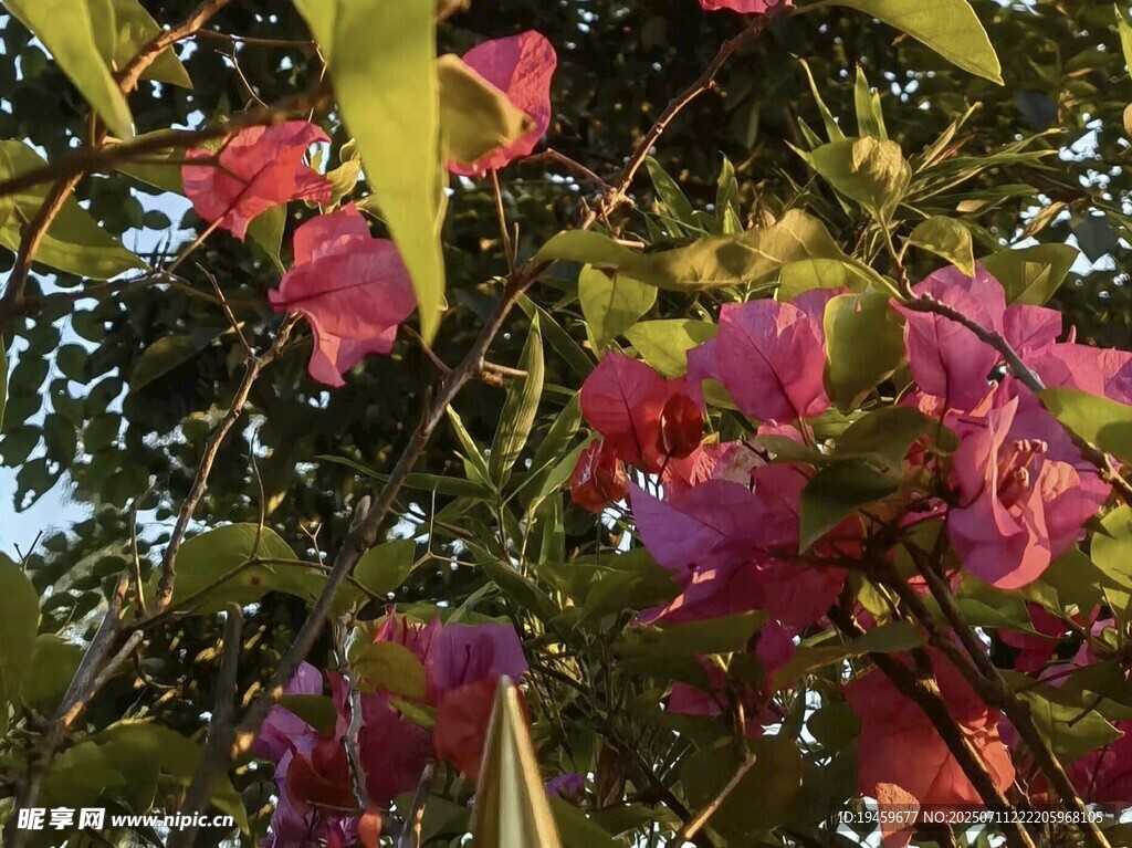艳丽繁花绽放枝头