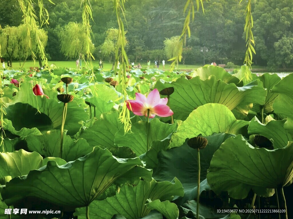 夏日荷塘荷花绽放美景