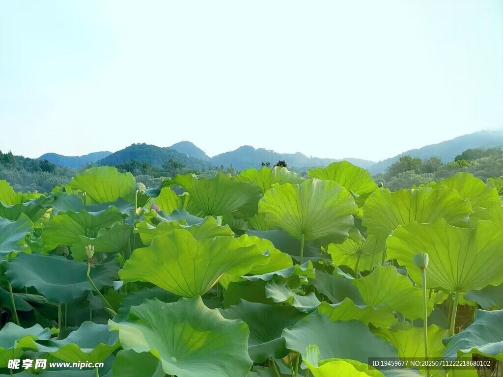 夏日荷塘绿意盎然