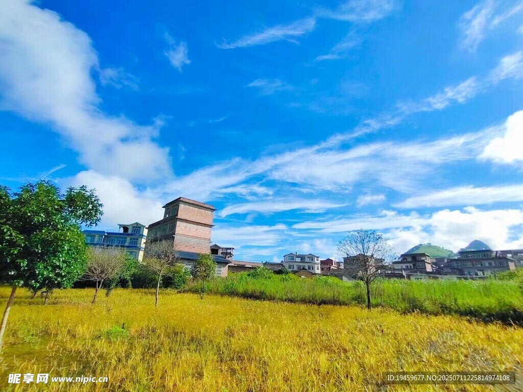 金黄稻田旁的城市建筑