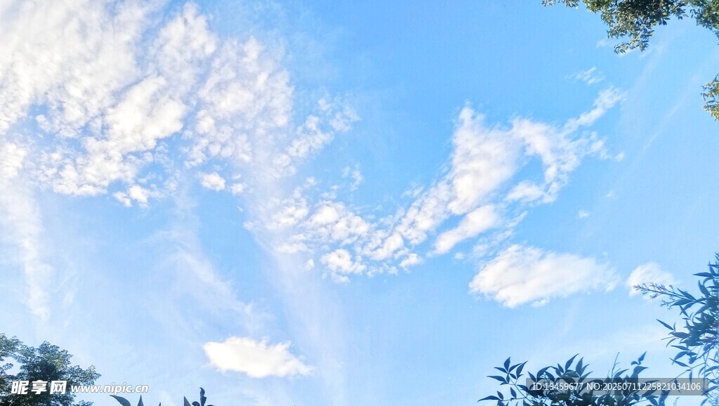 蓝天白云下的树梢美景