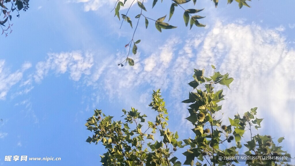蓝天绿树间的清新景致