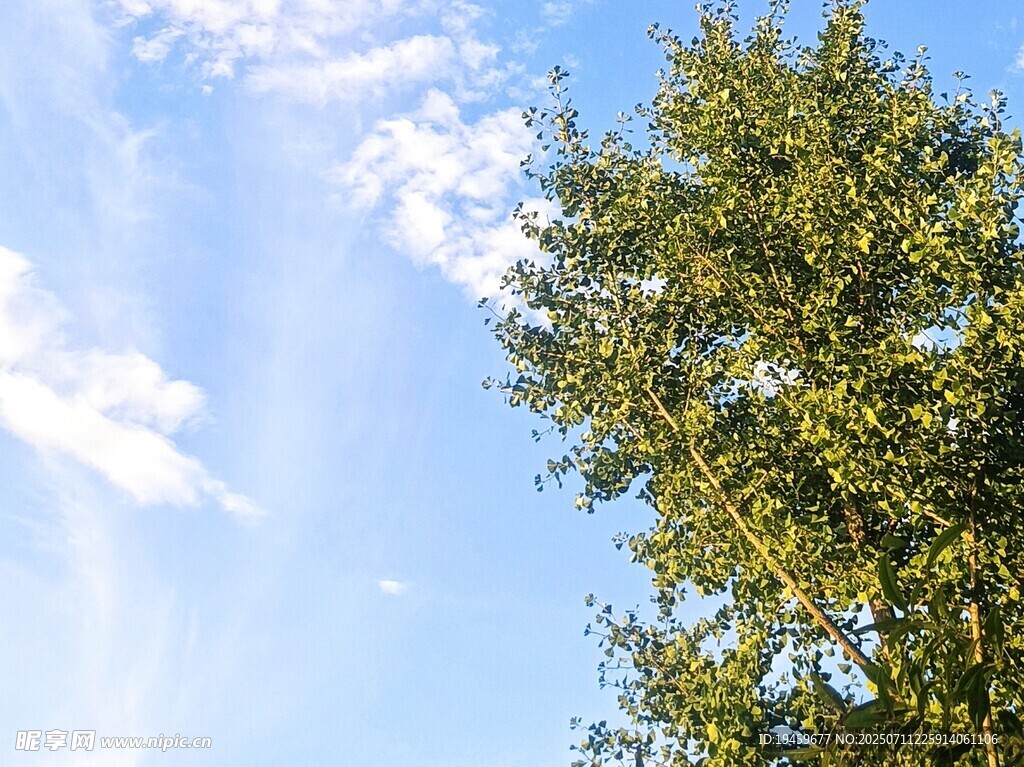 蓝天绿树风景图