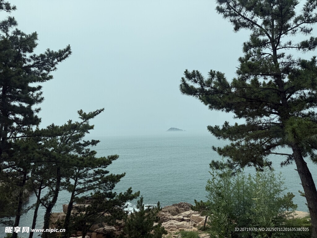 海边的树