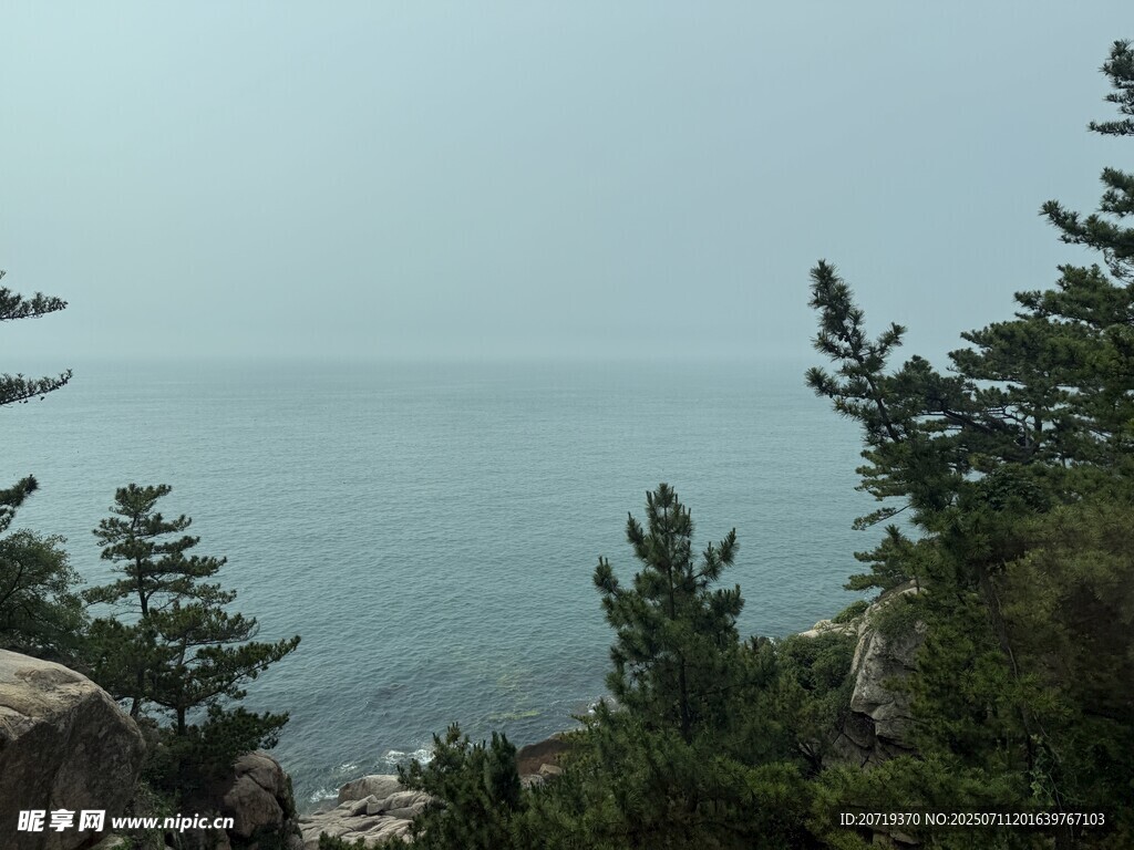 海边松林景致