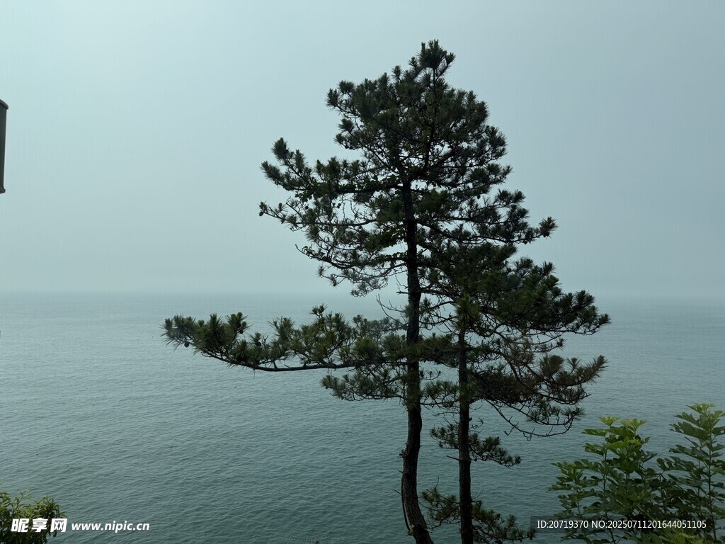 海边孤松