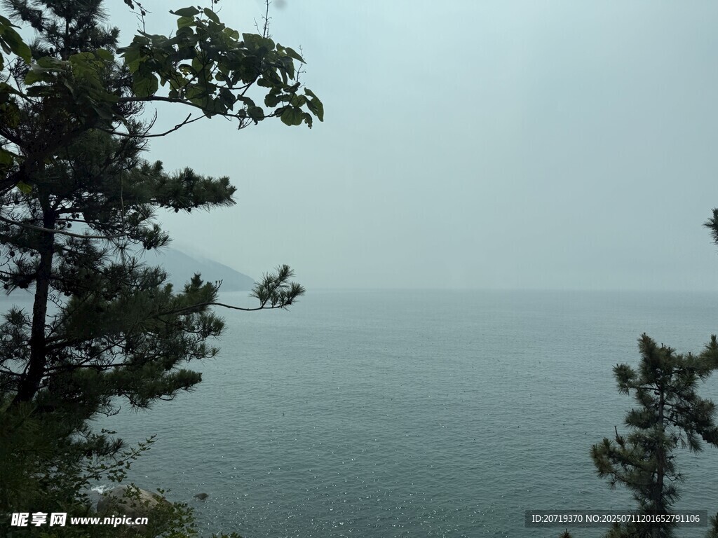 海边的树