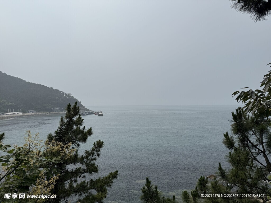 海边的树