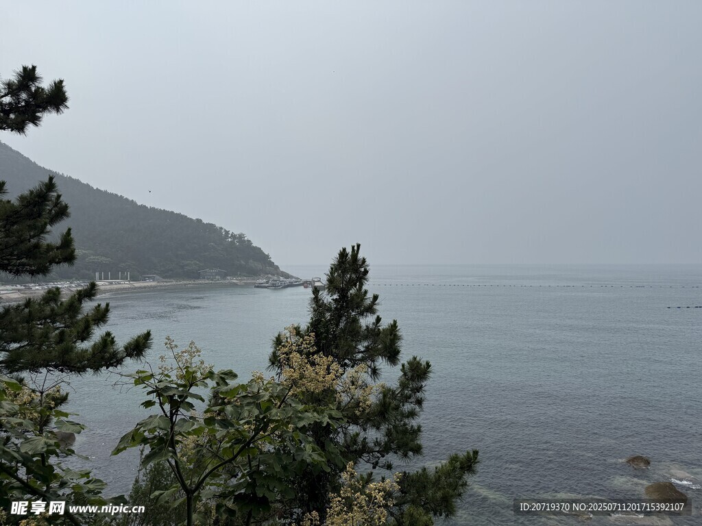 海边的树