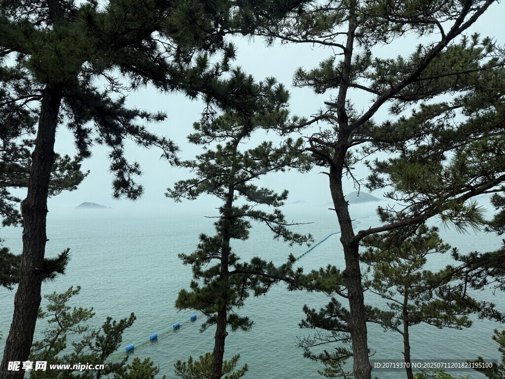 海边的树