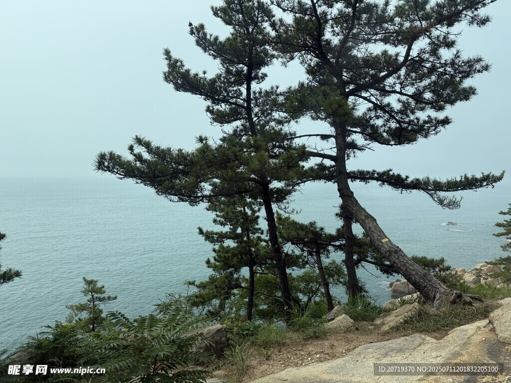 海边树林
