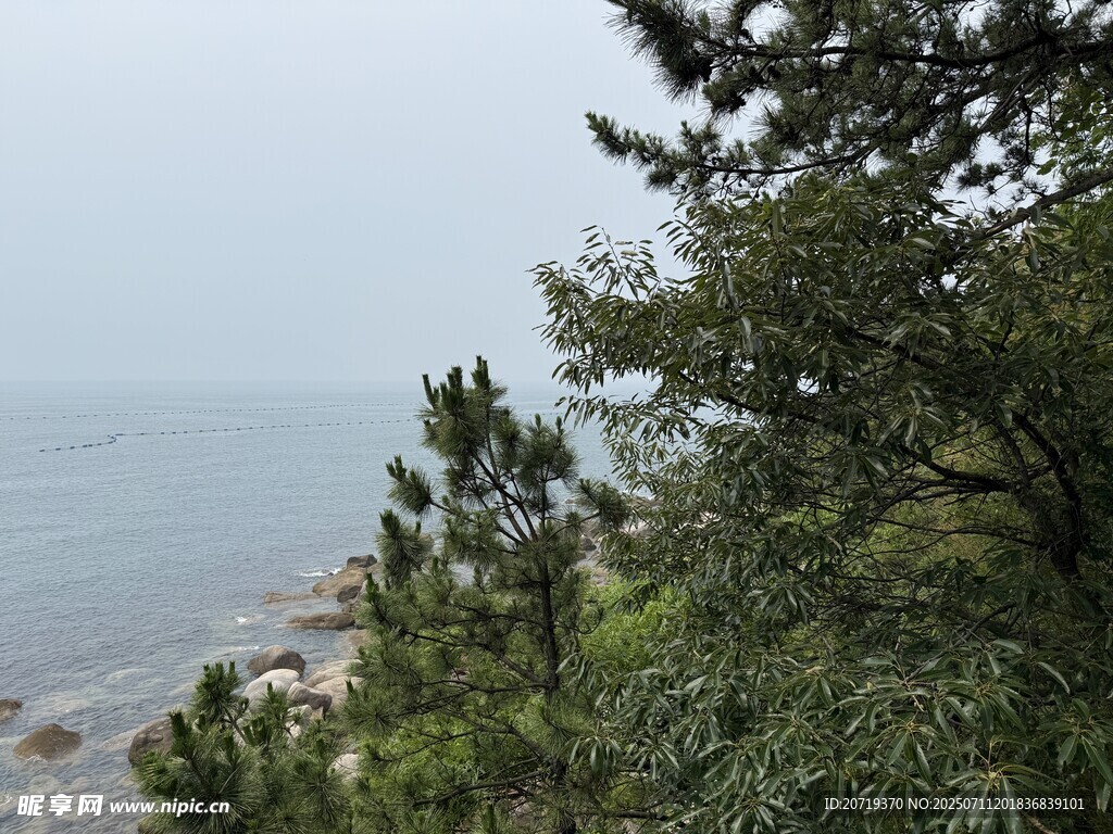 海边的树