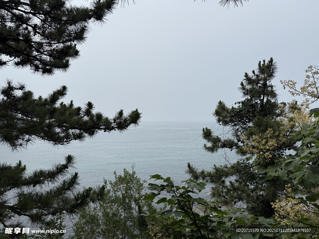 海边树林