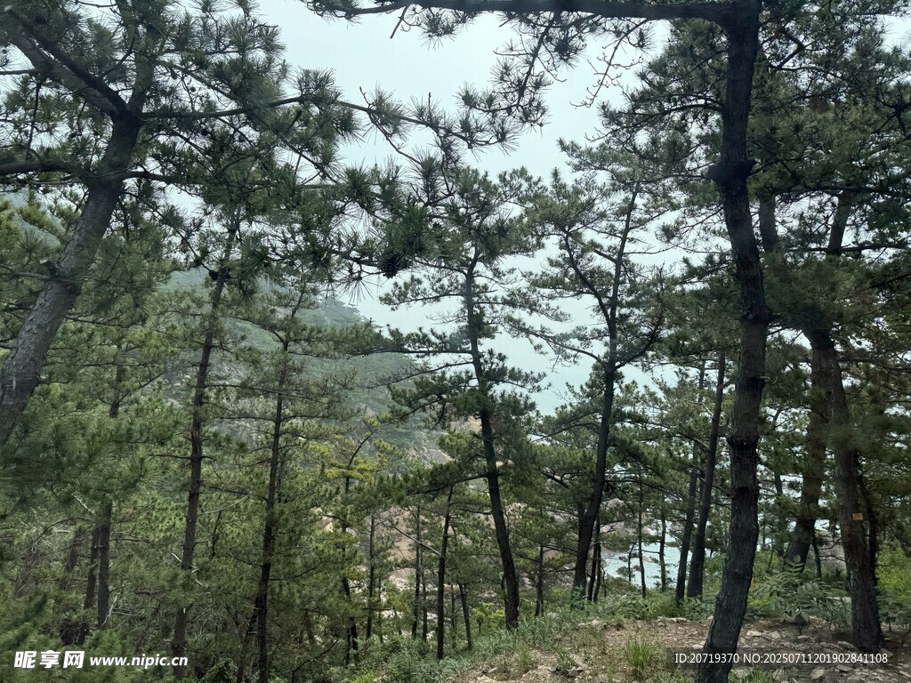 茂密松树林景观