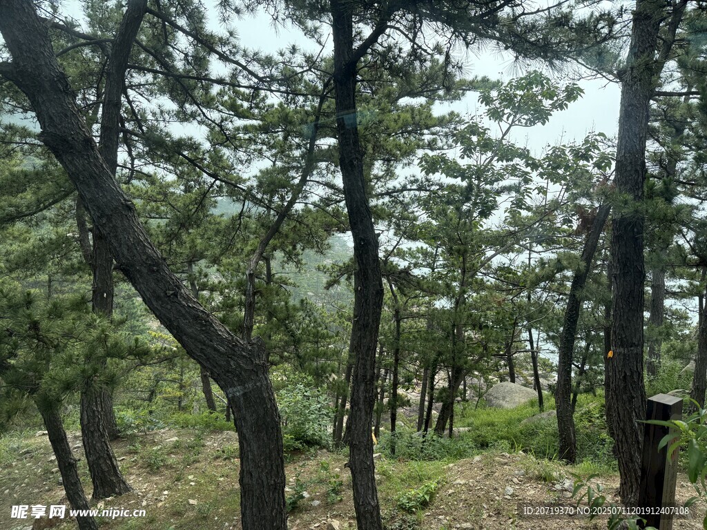 茂密松林