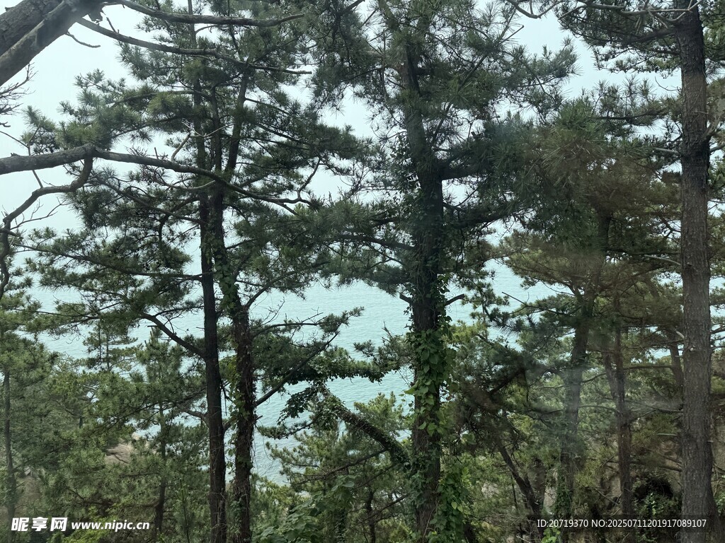 茂密松林景观