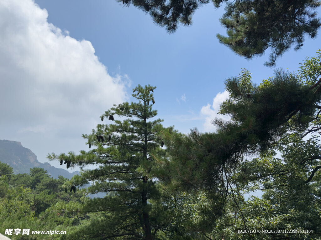 山林