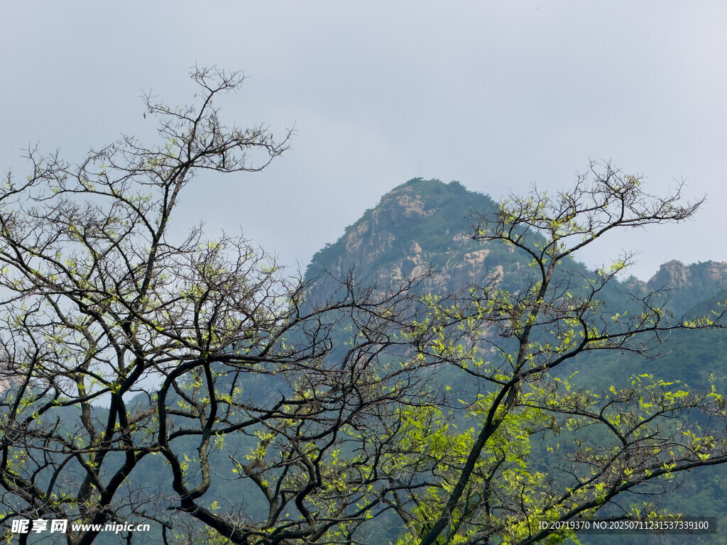 泰山