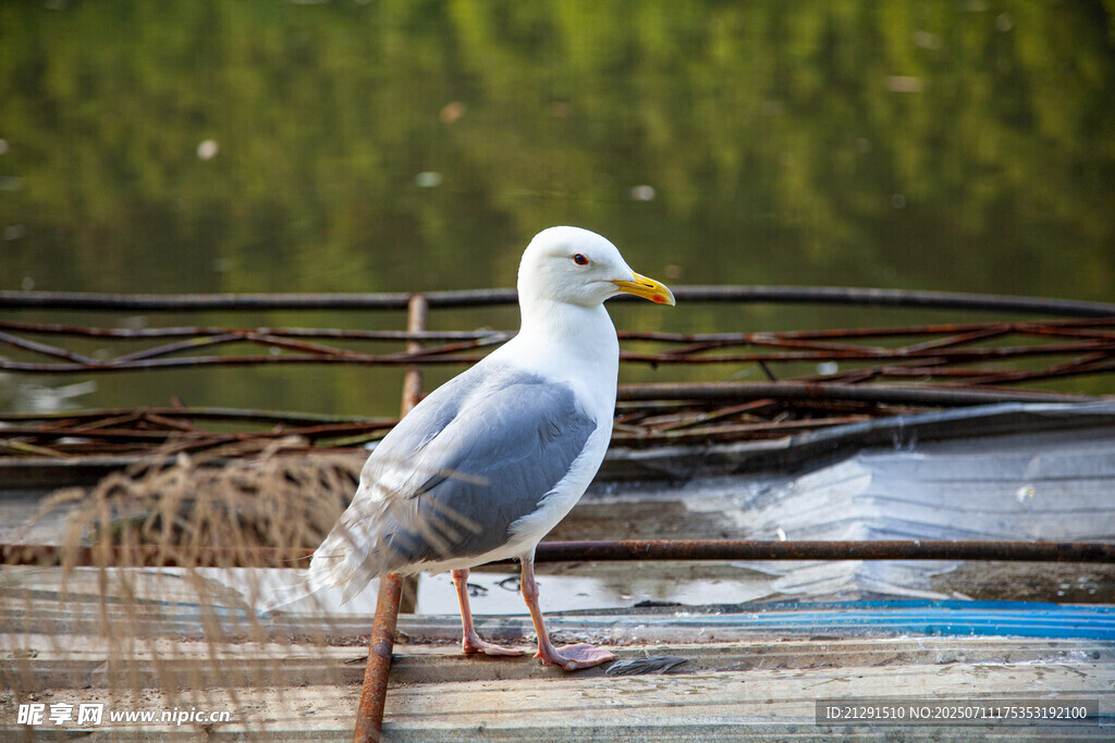 水边站立的海鸥