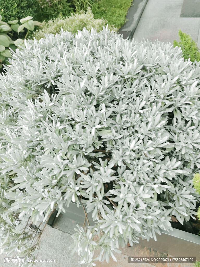 银叶菊