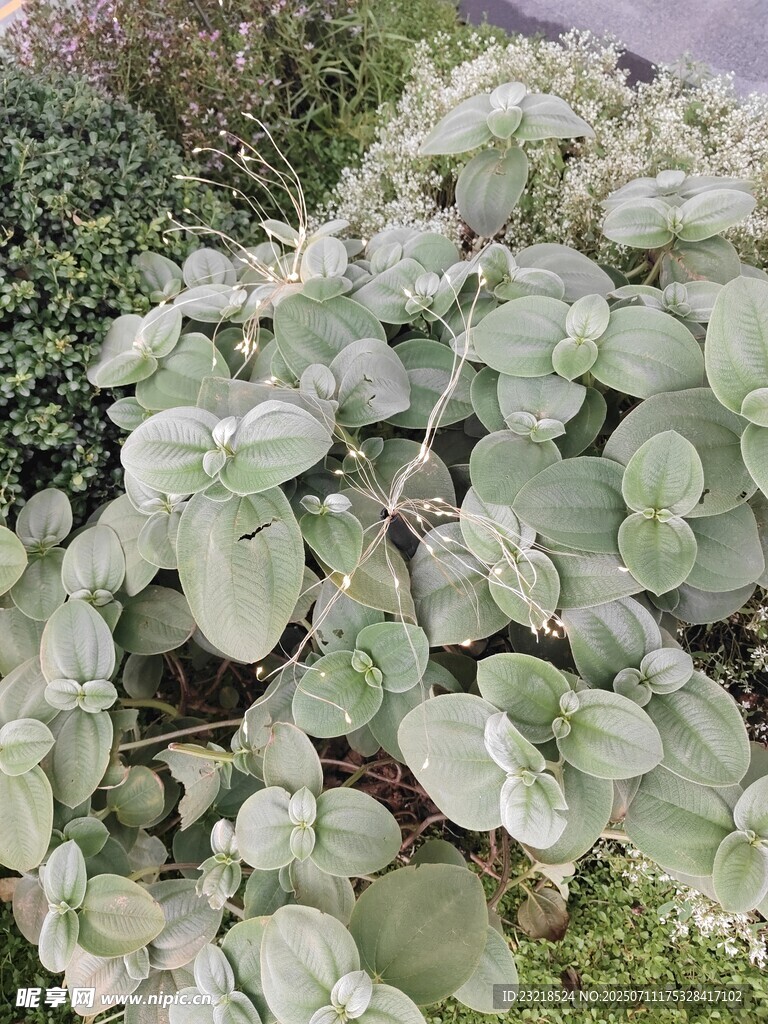 镜面草