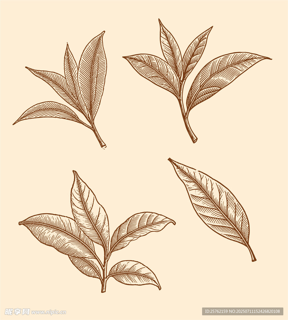 手绘茶叶