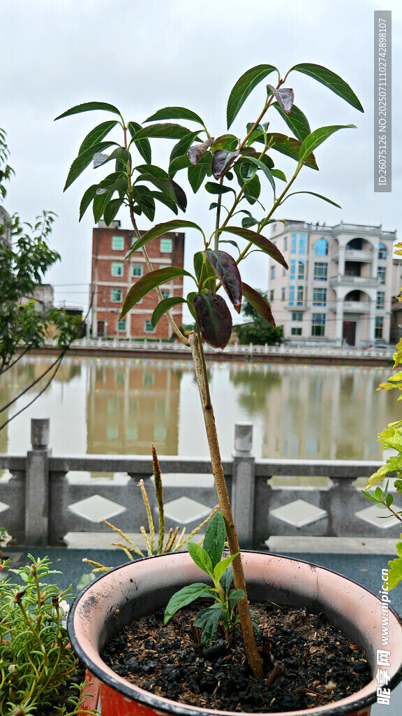 盆栽小树置于阳台景观中