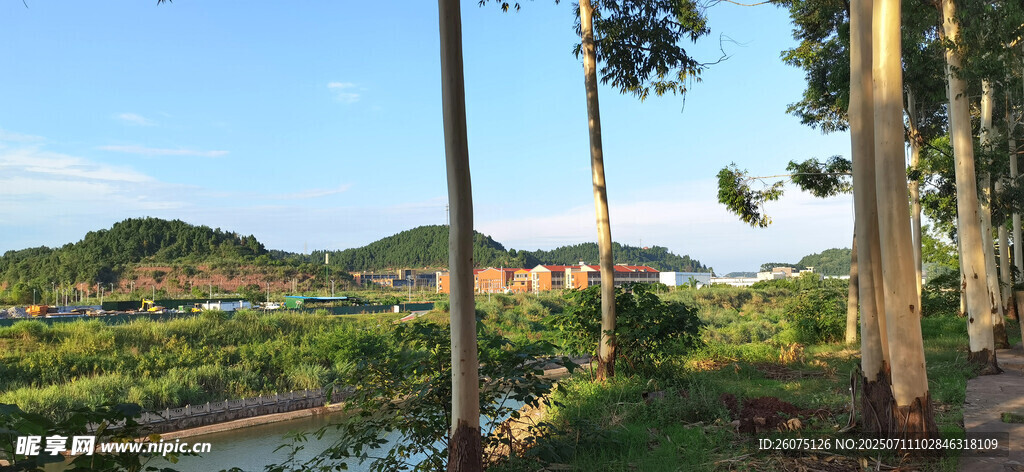 林间小径旁的秀丽自然风景