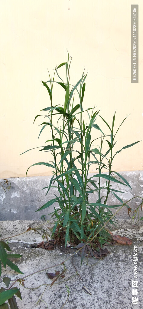 石缝中生长的翠绿植物