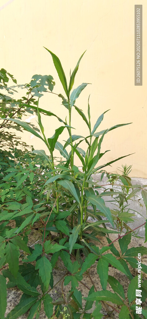 绿叶繁茂的植物