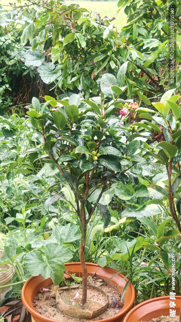 山茶花盆栽绿植