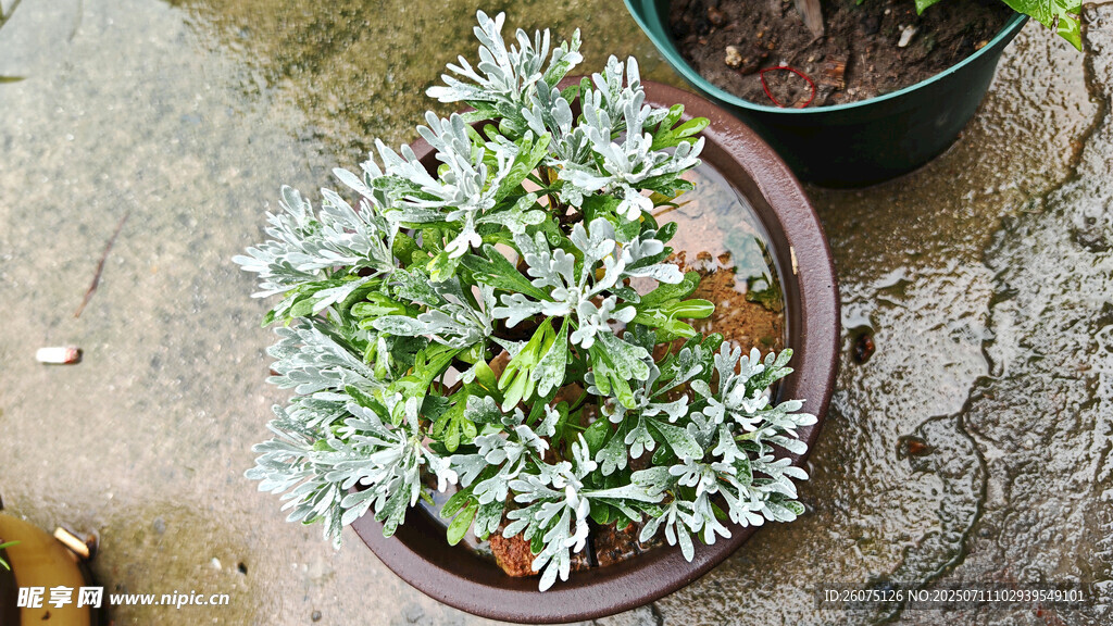 芙蓉菊盆栽银叶植物特写