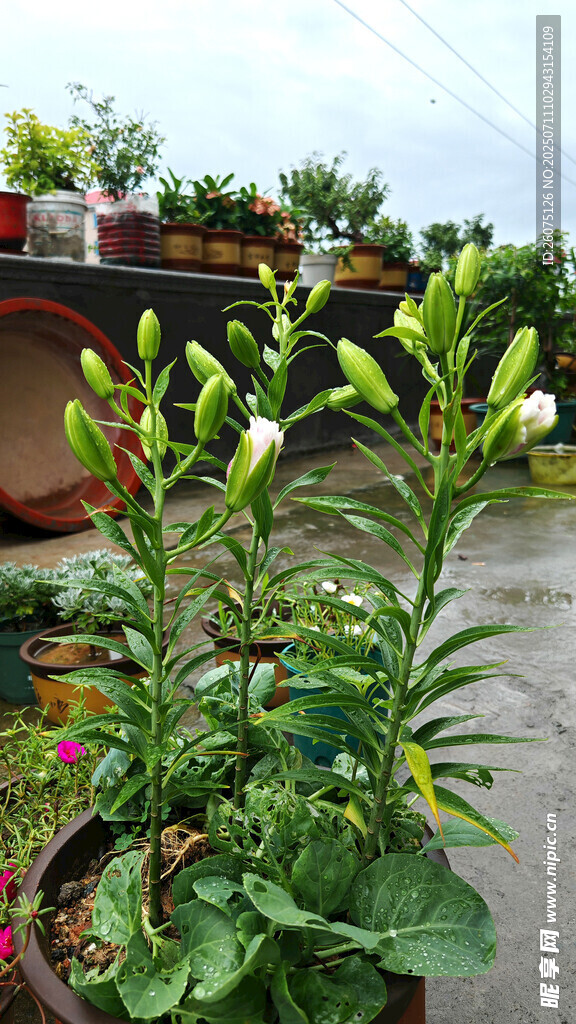 盆栽欧洲百合花卉绽放于户外