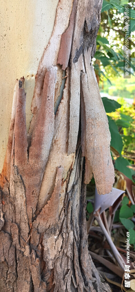 老树树干与繁茂枝叶