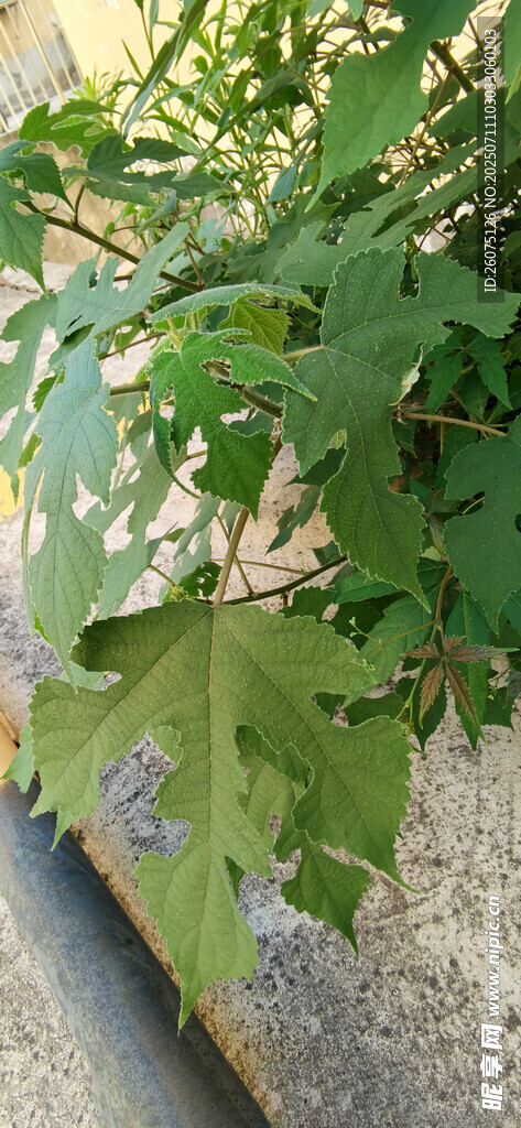 带孔洞的绿色植物叶片