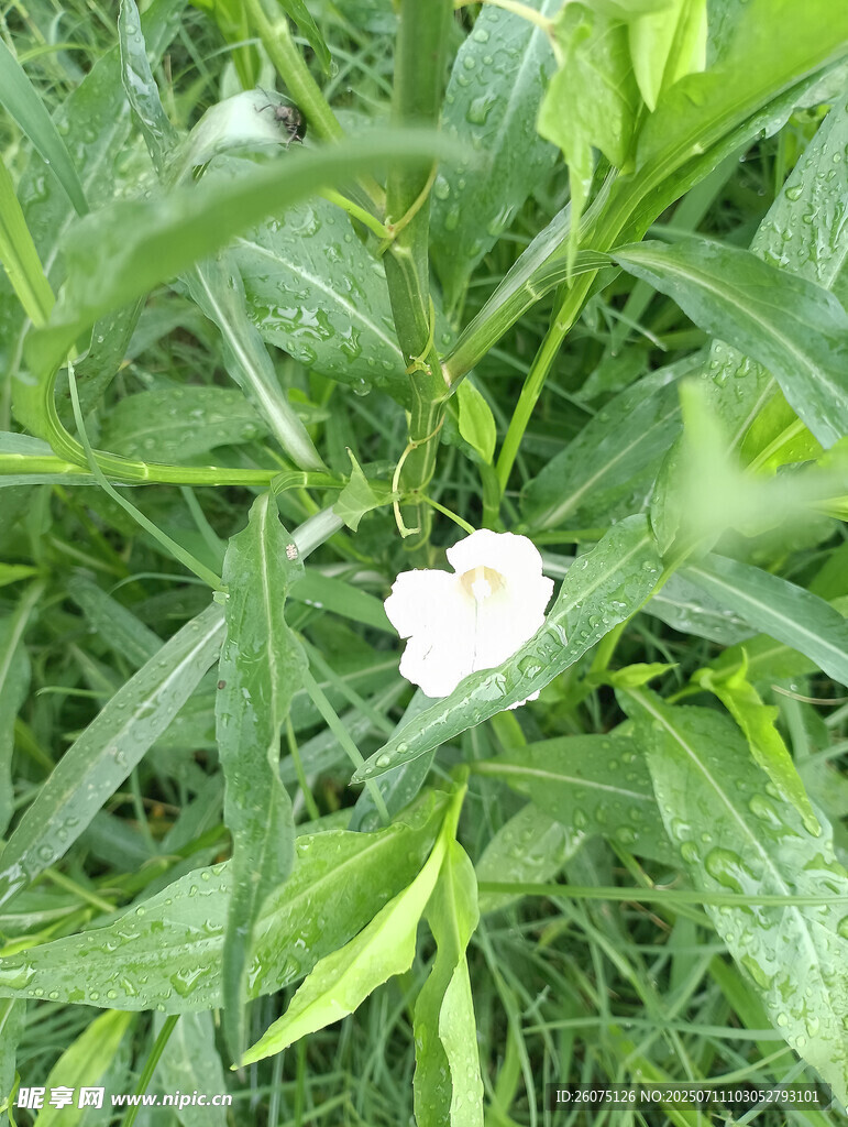 绿叶丛中的白色花朵